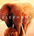 Nonton Film The Elephant Queen 2019 Subtitle Indonesia